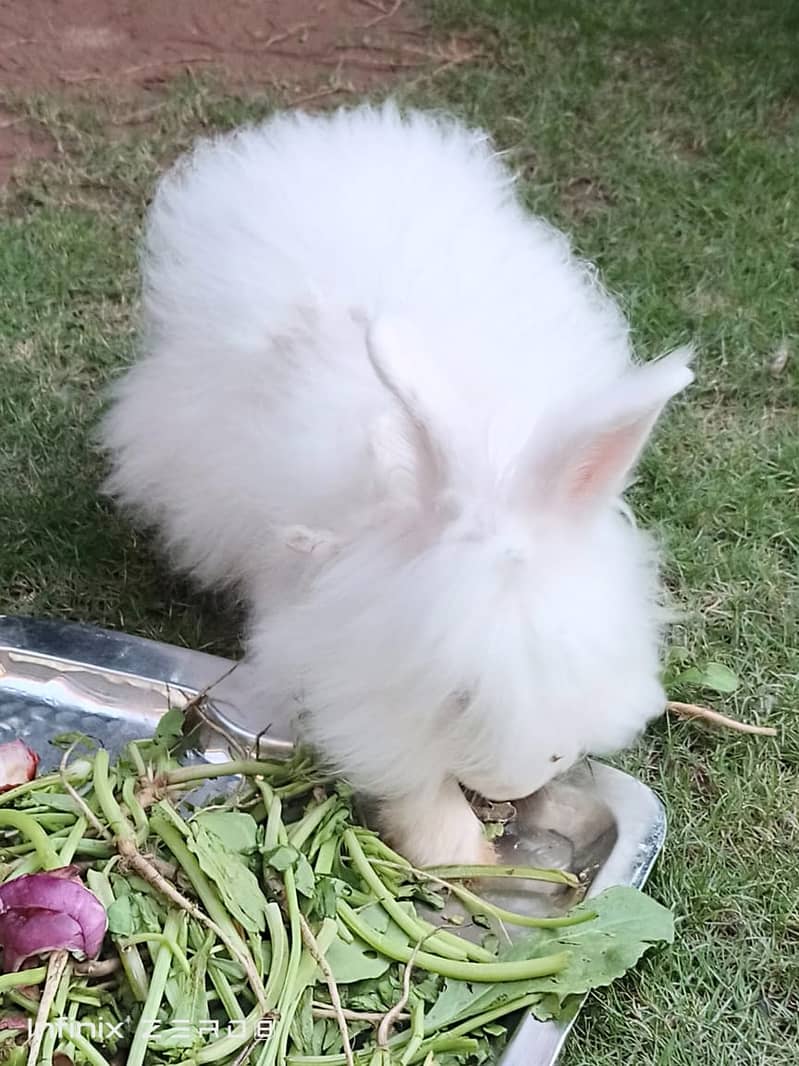 Two beautiful Persian rabbits. Black and white 6