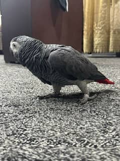 african grey parrot