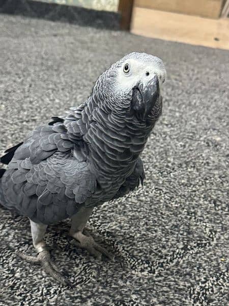 african grey parrot 1