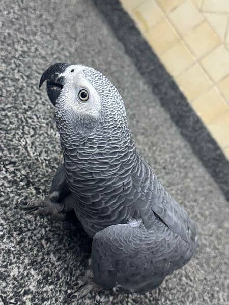 african grey parrot 2