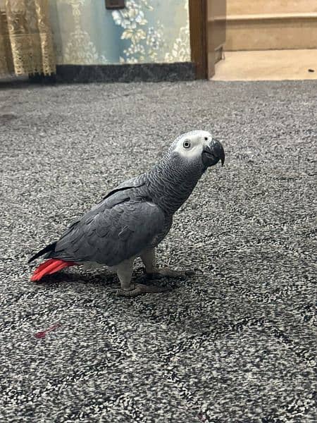 african grey parrot 3