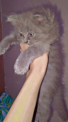 1 month age grey color pair