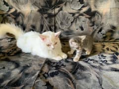 Persian cat with child for sale