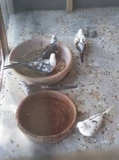 Diamond pied dove 2 pair For sale