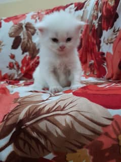 Persian kitten tripple coated 0