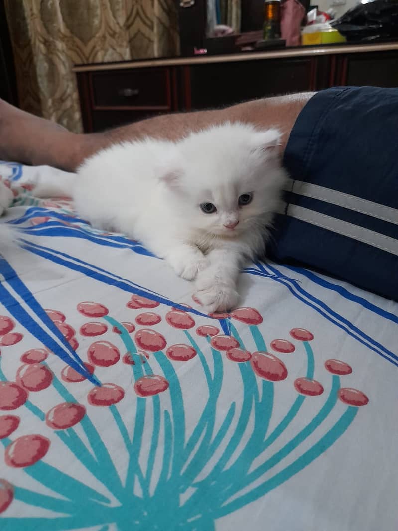 Persian kitten tripple coated 4