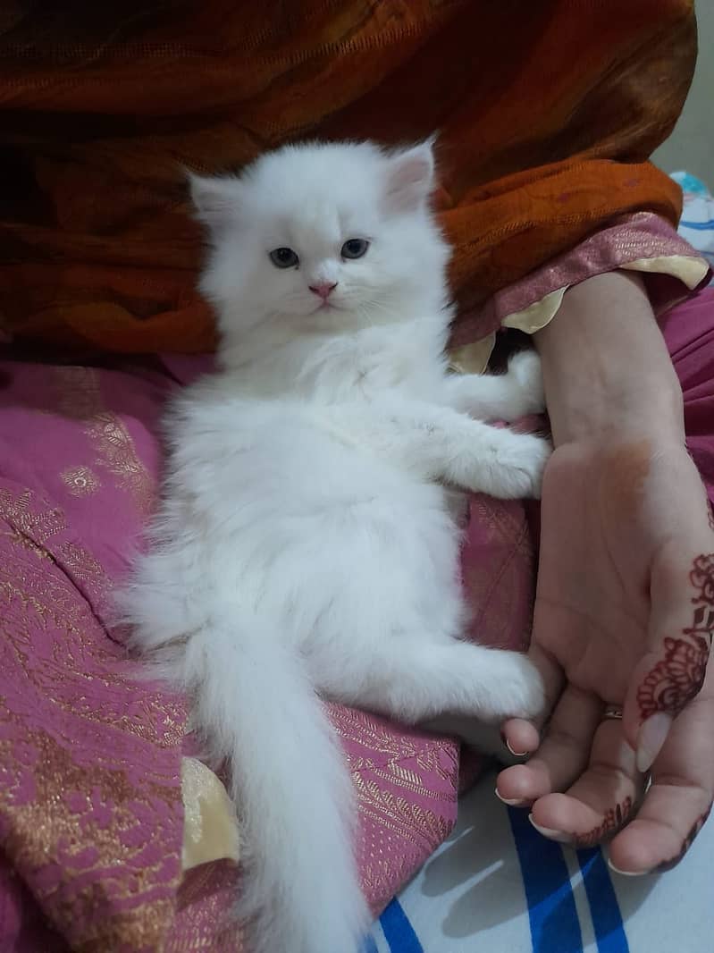 Persian kitten tripple coated 6