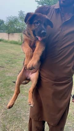 German Shepherd Femaly Puppy