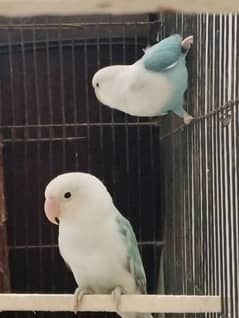 love birds