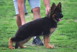 German shepherd long hair