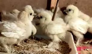 white silkie 2 week chicks for sale 0