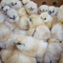 white silkie 2 week chicks for sale 1