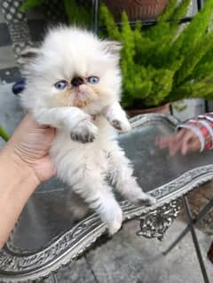 High quality peke faced Himalayan kittens.