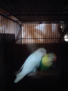 Love Birds ! Albino ! Parblue ! Inos ! Red Eyes