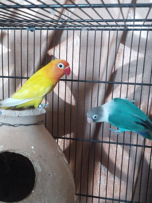 Love Birds ! Albino ! Parblue ! Inos ! Red Eyes 2