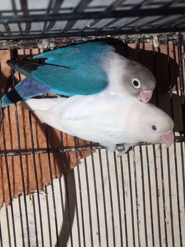 Love Birds ! Albino ! Parblue ! Inos ! Red Eyes 3