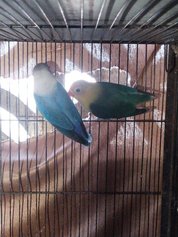 Love Birds ! Albino ! Parblue ! Inos ! Red Eyes 5