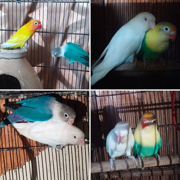 Love Birds ! Albino ! Parblue ! Inos ! Red Eyes 7