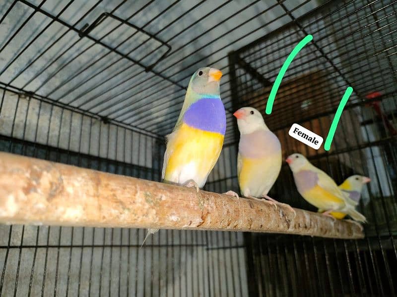 Goldian Lutino finches spit blue 0321.7242445 1