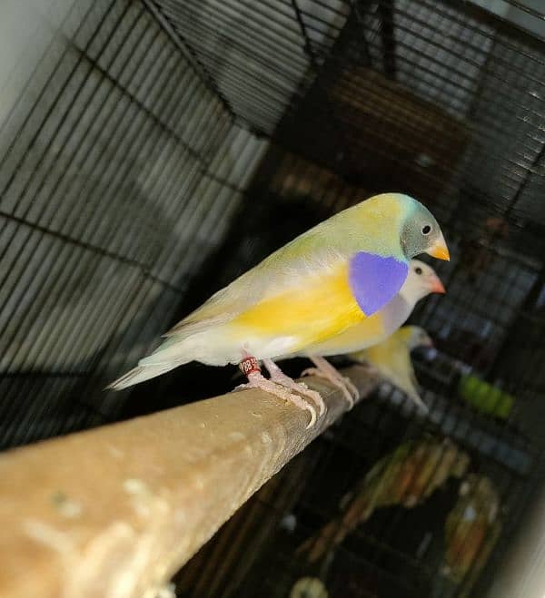 Goldian Lutino finches spit blue 0321.7242445 4