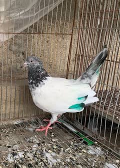 Kabli Pigeons and 3 portion wood cage for sale Whatsapp: 03170223125