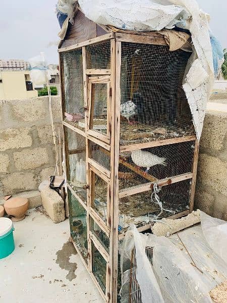 Kabli Pigeons and 3 portion wood cage for sale Whatsapp: 03170223125 0