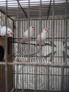 Albino java red eyes bht hi munaseeb price