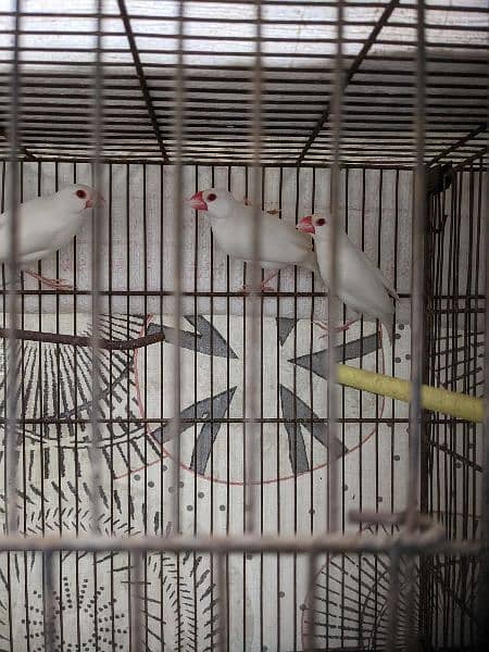 Albino java red eyes bht hi munaseeb price 1