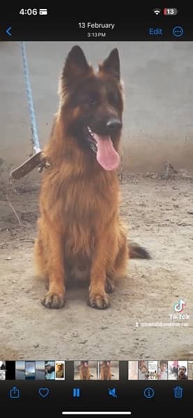 long coat confirm stud German shepherd  gsd male dog 3