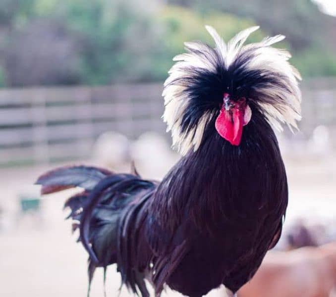 fancy hen chicks available for sell 0