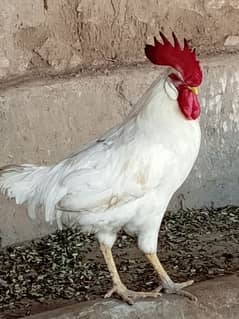 white breeder rooster healthy and active video available 0