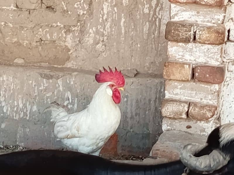 white breeder rooster healthy and active video available 2