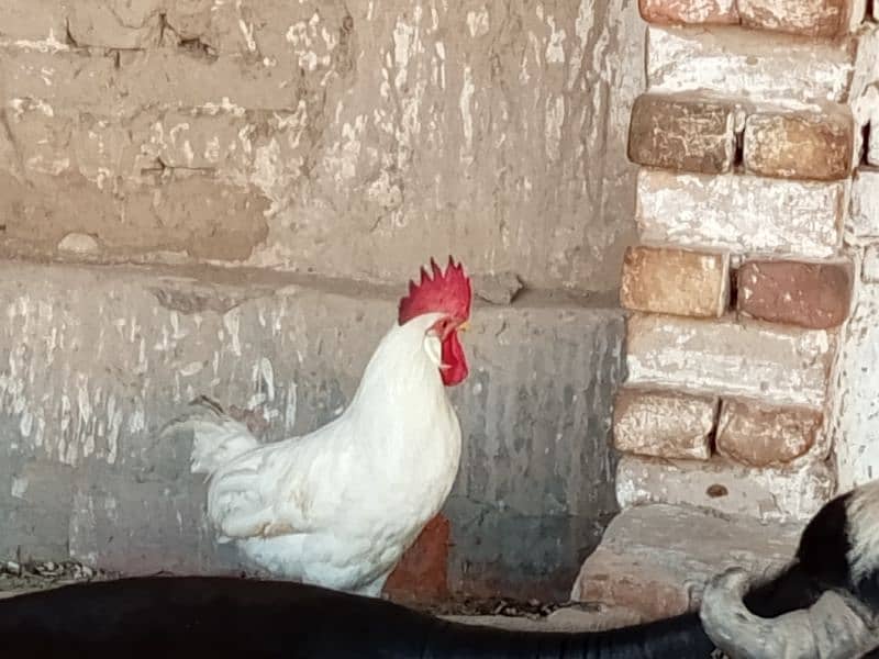 white breeder rooster healthy and active video available 3