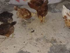 golden messri chicks 33 days