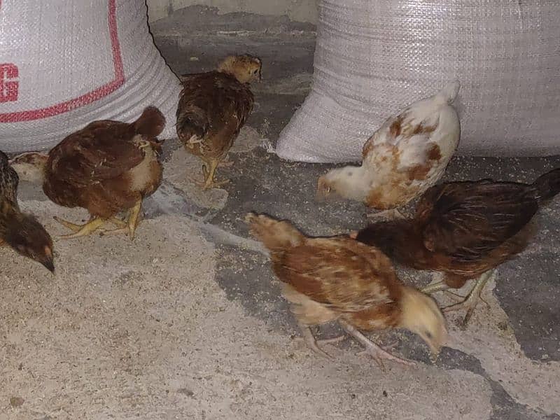 golden messri chicks 33 days 4