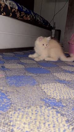 Persian Kitten 4 Months Old Triple Coat