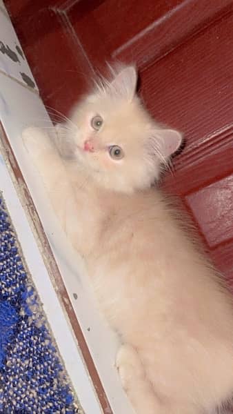 Persian Kitten 4 Months Old Triple Coat 1