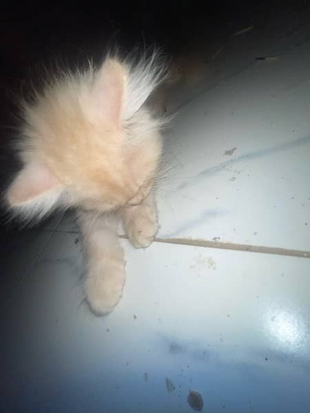 Persian Kitten 4 Months Old Triple Coat 3