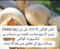 Export Quality Narc G1 Garlic for Sale 0