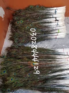 peacock feathers moor k per for sale