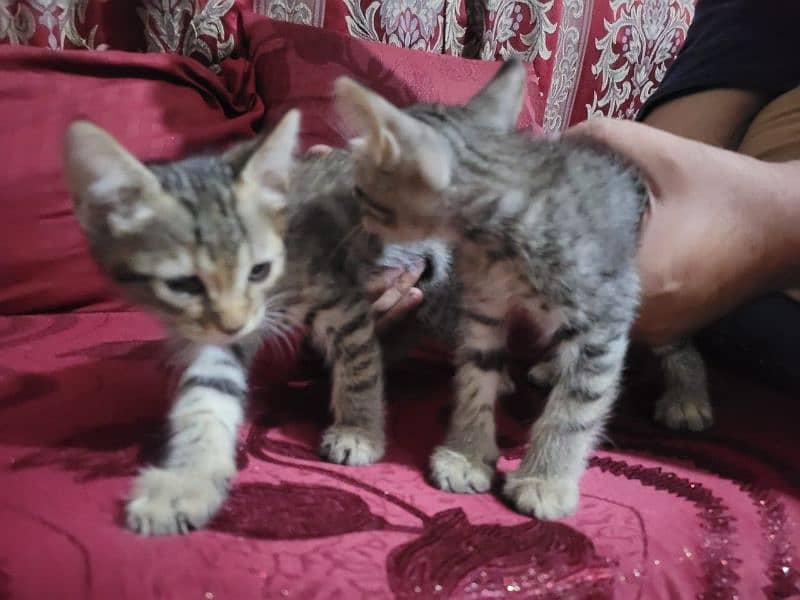 American mist+Persian cross breed cat 8