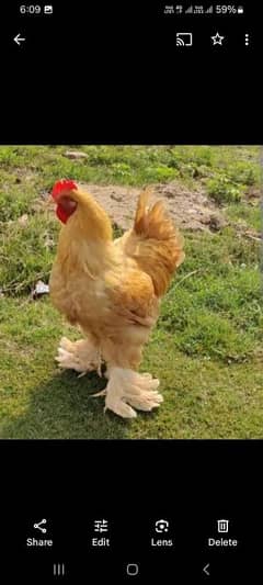 Golden heavy and patridge heavy buff chicks available