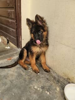 pink pedigree German Shepherd