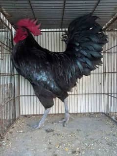 Australorp Males Pure F1 breed