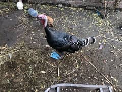 Breeder Turkey Pair