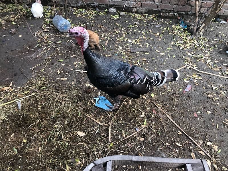 Breeder Turkey Pair 0