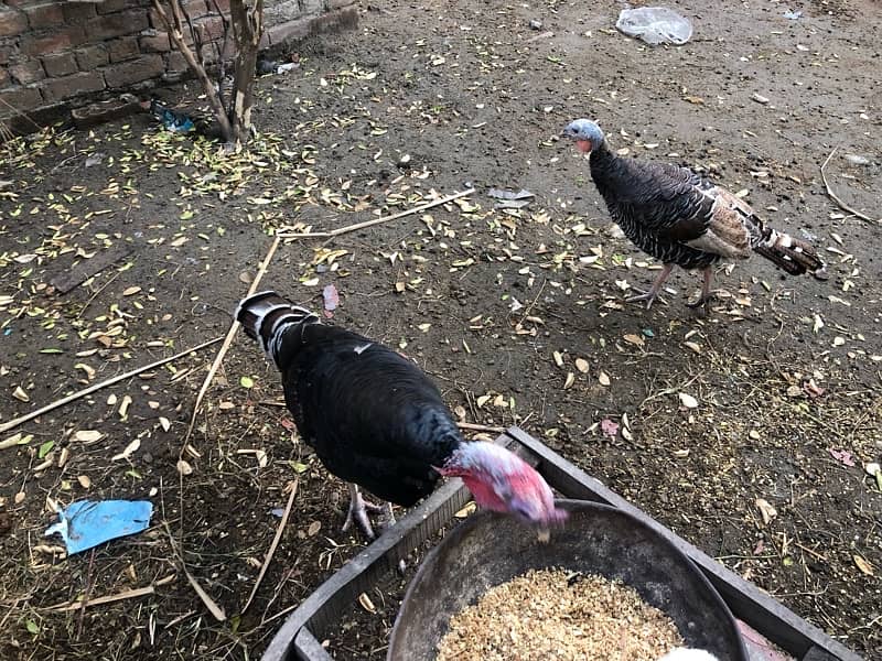 Breeder Turkey Pair 1