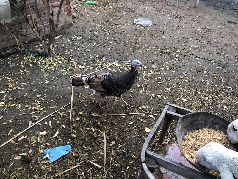 Breeder Turkey Pair 2