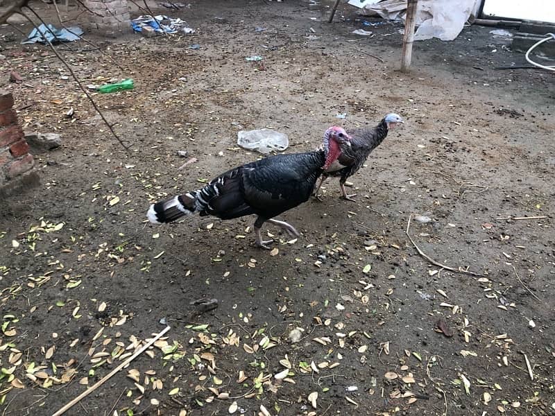 Breeder Turkey Pair 3