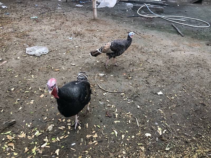 Breeder Turkey Pair 4